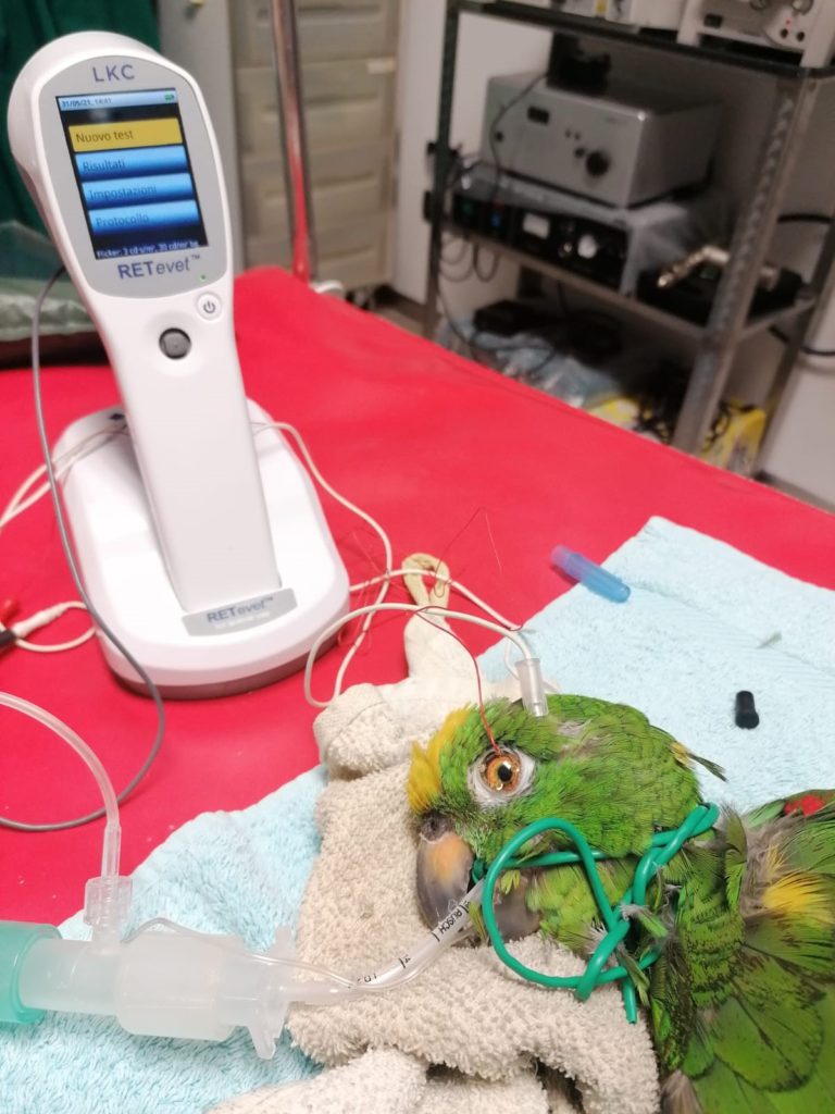 RETevet used on parrot: Courtesy of Dr. Simone Neri, Italy