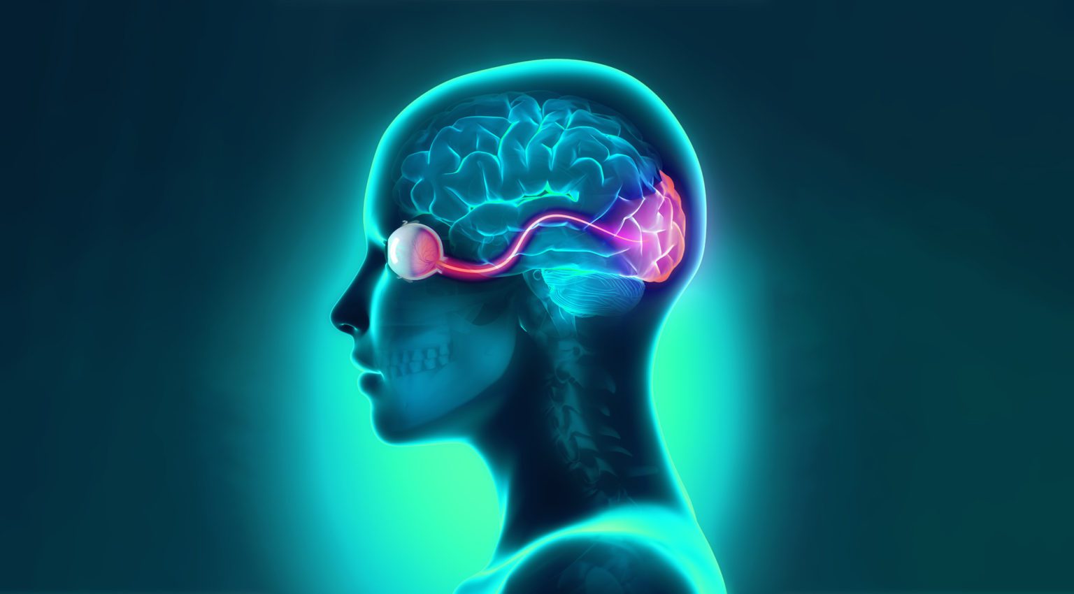 Visual Evoked Potential (VEP) Explained LKC Technologies